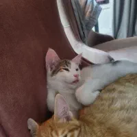 واگزاری دوتا بچه گربه|گربه|تهران, مجیدآباد|دیوار