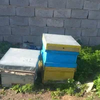 کندوی زنبور عسل