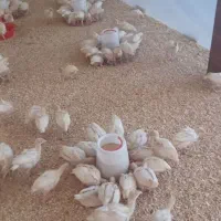 جوجه بوقلمون،بوقلمون
