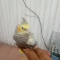 پرنده|پرنده|بندر امام خمینی, |دیوار