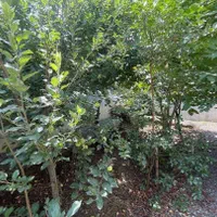 فروش ویلای ساحلی سدزاینده رود|فروش زمین و ملک کلنگی|اصفهان, سعادت‌آباد|دیوار