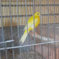 ۳تا قناری دوتا نر مست یه ماده