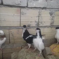تعدادی کبوتر|پرنده|بشاریات, |دیوار