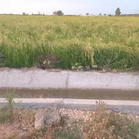 فروش دو قطعه زمین کشاورزی، دشت ناز
