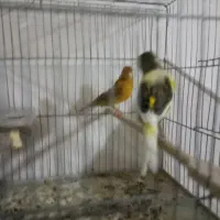 قناری نر و ماده