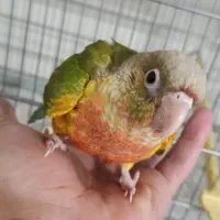 طوطی گرینچیک جوجه