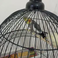 عروس هلندی سخنگو و آواز خوان