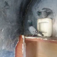 کفترزیبا|پرنده|قائن, |دیوار