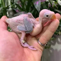 فروش جوجه ملنگو، گرینچیک و جفت شاه‌طوطی مولد