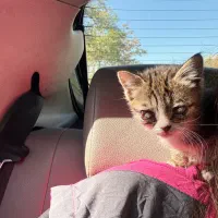 سرپرستی گربه