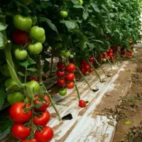 نایلون کشاورزی و گروبگ|عمده‌فروشی|ساری, |دیوار