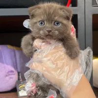 شهر گربه ها