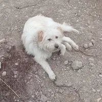 سگ پاکوتاه|سگ|قوچان, |دیوار