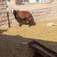 قوچ سه ساله بشرط