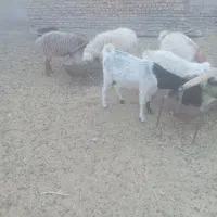 بز پاکستانی آبستن شیرا جوان دوقلو زا یارانه ای