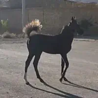 کره نریان|اسب و تجهیزات اسب‌سواری|اراک, |دیوار