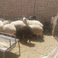 میش بز|حیوانات مزرعه|یزد, |دیوار