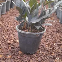 زاموفولیا سوپر بلک|گل و گیاه طبیعی|محلات, |دیوار