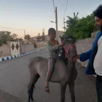 کره اسب مادیون