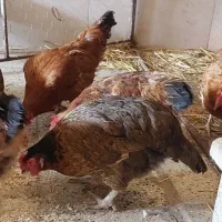 مرغ تخم کن