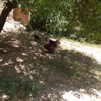 بوغلمو