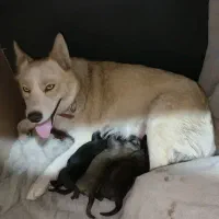 سگ هاسکی وایت|سگ|پردیس, فاز ۲|دیوار