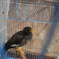 مرغ مینا|پرنده|کرمان, |دیوار