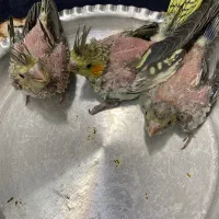 جوجه عروس هلندی  آماده دستی شدن|پرنده|شاهرود, |دیوار