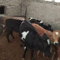 گوساله ماده و نر چاق