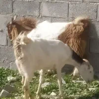 پازن درجم|حیوانات مزرعه|جم, |دیوار