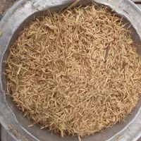 تخم جو(شلتوک )هاشمی وکاظمی