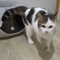 واگذاری گربه فوری