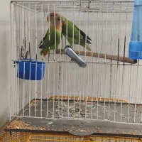 فروش طوطی برزیلی