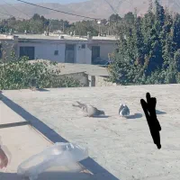 کفتر|پرنده|شیروان (خراسان), |دیوار