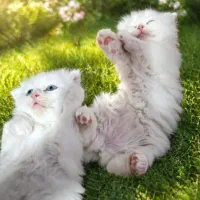 بریتیش دختر