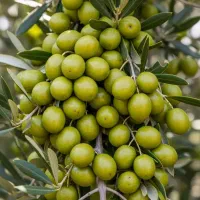 نهال زیتون ارسال فوری و مطمئن پرداخت پس از تحویل|گل و گیاه طبیعی|داراب, |دیوار