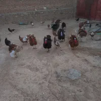 بوقلمون وخروس