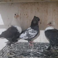 جوجه کبوتر  عتیق