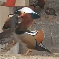 فروش ماندارین اردک