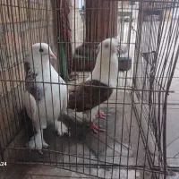 دوعدد نر پشت سرور
