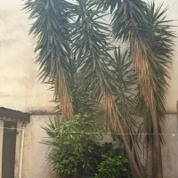 یوکا ۷ متری