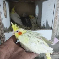 عروس هلندی|پرنده|زیباشهر, |دیوار