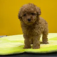 تاینی پودل و توی پودل وارداتی از روسیه