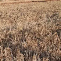 جو بذری درجه یک