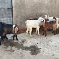 بزغاله نر ماده|حیوانات مزرعه|سنقر, |دیوار