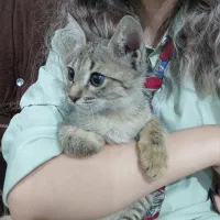 واگذاری بچه گربه