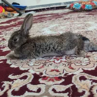 خرگوش|موش و خرگوش|دلبران, |دیوار