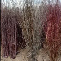 فروش انواع نهال میوه وصنوبر