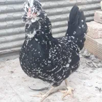 تخم مرغ گلین|حیوانات مزرعه|سبزوار, هویزه|دیوار