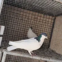 حراج کبوتر نر و ماده